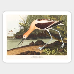American Avocet from Birds of America (1827) Sticker